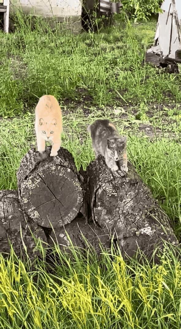 ネコが丸太をふみふみ！隣りの丸太にも1匹やって来てふみふみ！！