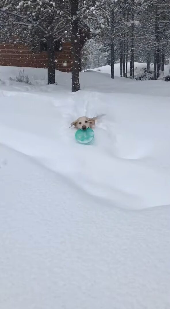 もう1回！雪の中にフリスビーを取りに行った愛犬はまだまだ遊びたい！！【アメリカ・動画】