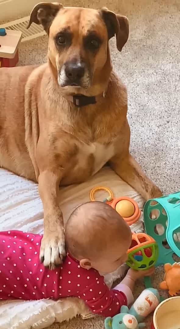 母親になった気分？赤ちゃんのすぐ隣にいる愛犬は、まるで愛しい我が子を見つめているみたい【アメリカ・動画】