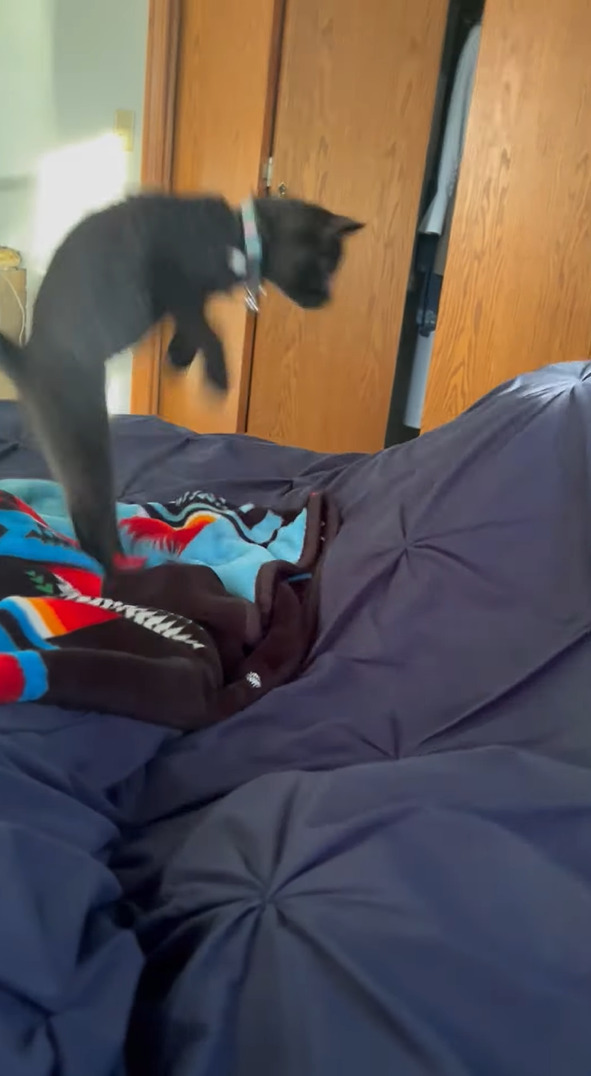 ベッドの上を散策する子猫。布団の中で飼い主さんが足を動かしたら・・ビックリ！！