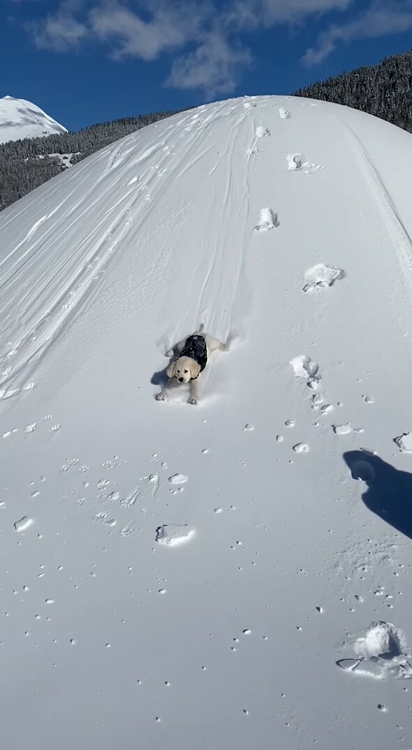 子犬がスノーボードになっちゃった！？腹ばいになって雪の降った丘を下るゴールデンリトリバーがかわいい！！【海外・動画】