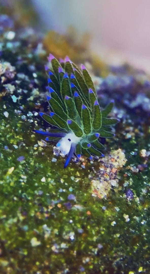 なんだか植物をしょっているみたい！海中で見つけたのはウミウシです！！【海外・動画】