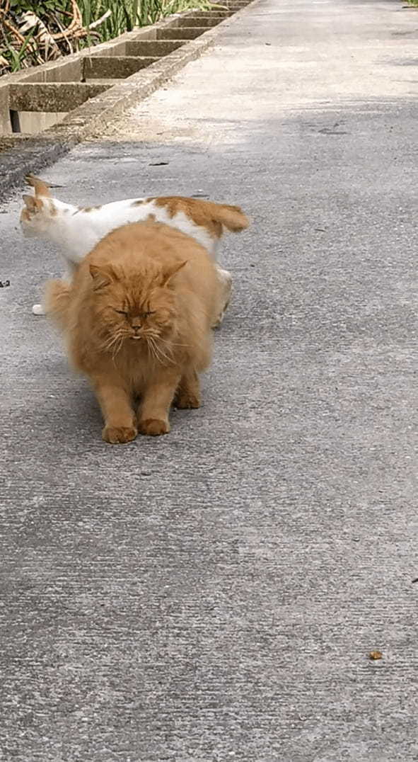 一直線に駆けてくる猫。撮影者さんの懐にダイブしてくれる勢いでしたが、萎えて足を止めるほどの横やりを入れられてしまいました・・