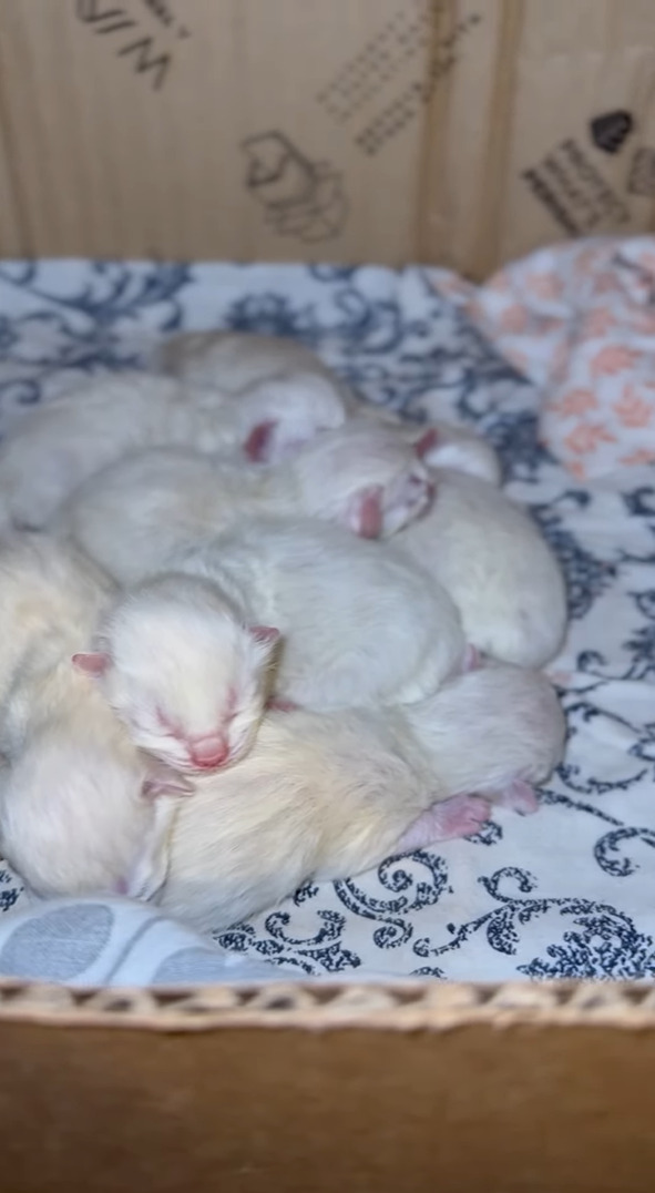 かわいい子猫の山？猫の赤ちゃんがみんなで寄り添って寝ている姿がかわいい！！【アメリカ・動画】