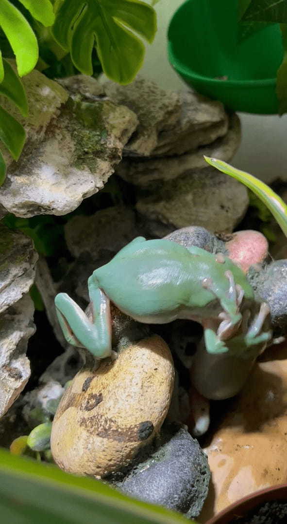 カエルの激しいバトル！？のんびりとした動きを見せる事も多いカエルですが、食べ物の前だと話は別みたい【海外・動画】