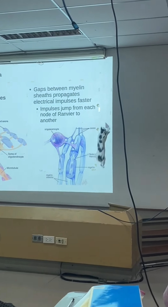 猫も勉強したい？難しい授業も熱心にスライドに写るマウスカーソルに飛びかかります！！