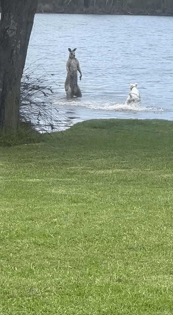 まさかの水中バトル！？犬が向かっていった先にいたのは・・カンガルー！？！？【海外・動画】