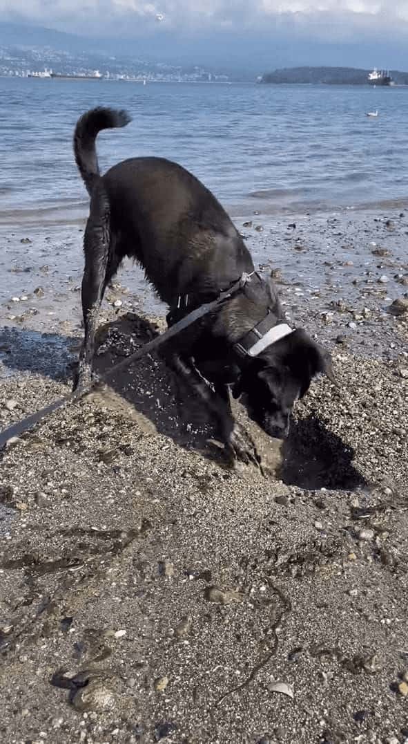 ビーチで穴掘りに奮闘する愛犬。ところが掘れども掘れども穴が埋まるし、海水がしみ出てきます・・！！【海外・動画】