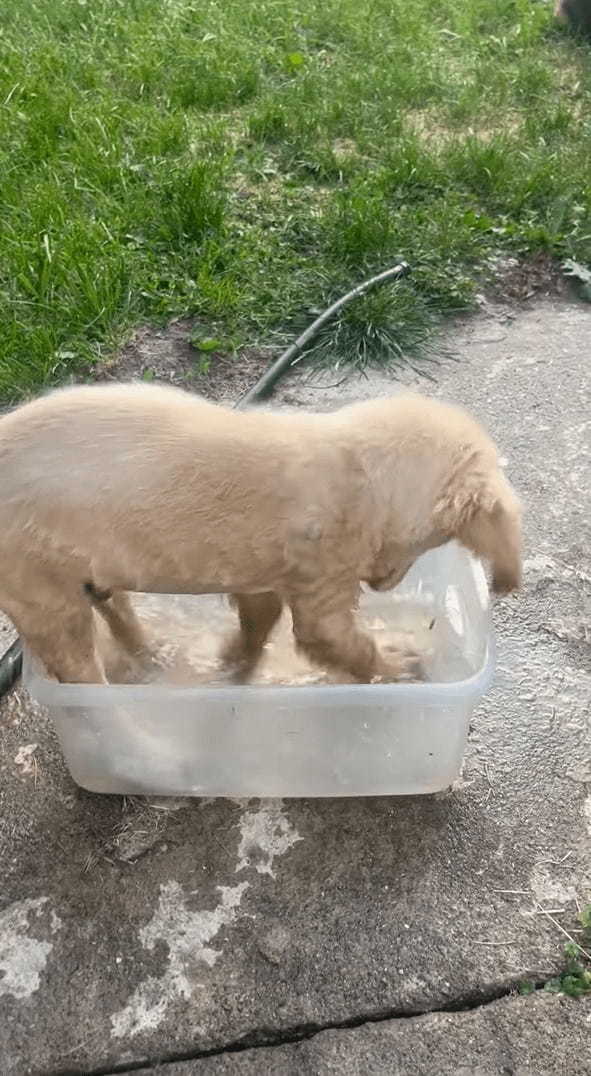 水遊びをする子犬。この子は大きなプールよりも体にフィットする容器の方が好きみたい！！【アメリカ・動画】