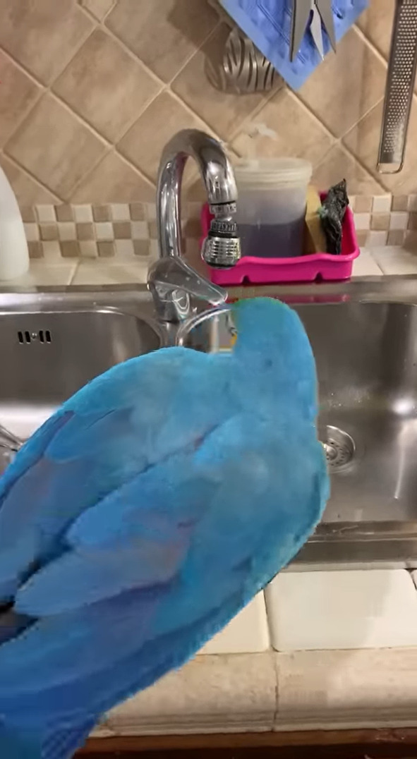 お水が飲みたいルリコンゴウインコ。なんと自分で蛇口を開いて水を出してみせました！！【海外・動画】