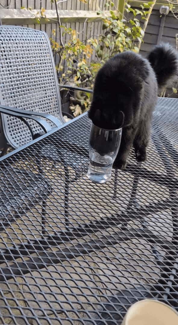 水が飲みたいネコ。グラスにおててを伸ばしても飲めないと気が付き取った手段に驚き！【海外・動画】