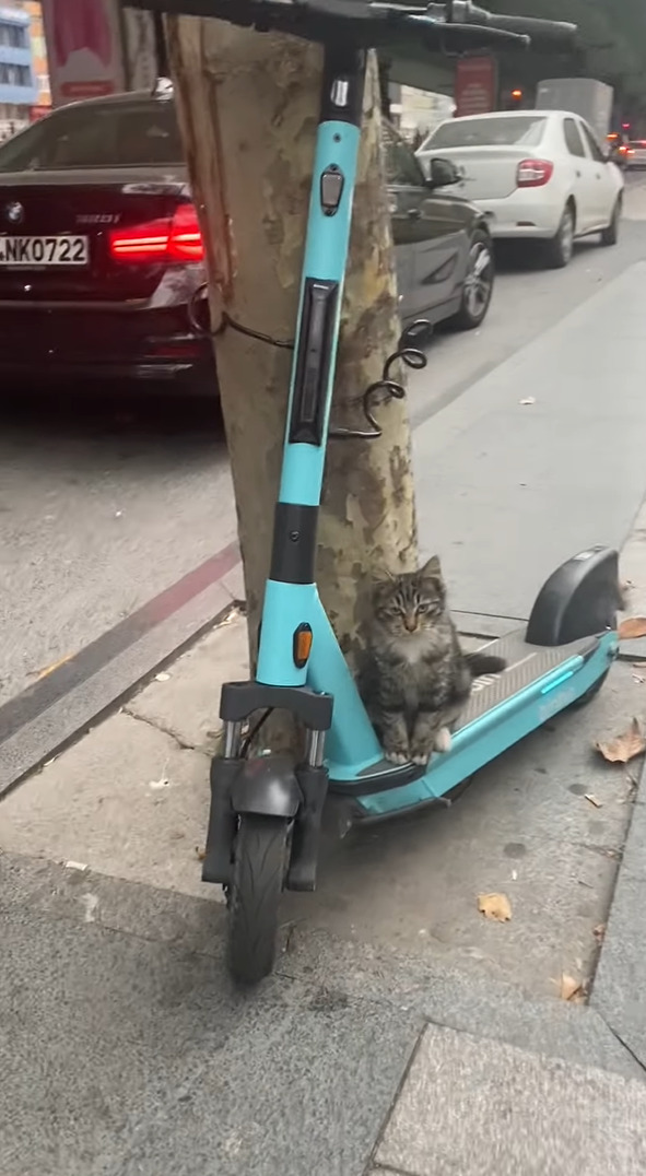 停めていたキックボードに猫が乗っていたので挨拶がてら頭をなでてあげたら・・、気持ちよかったのかまさかのリアクションが！！