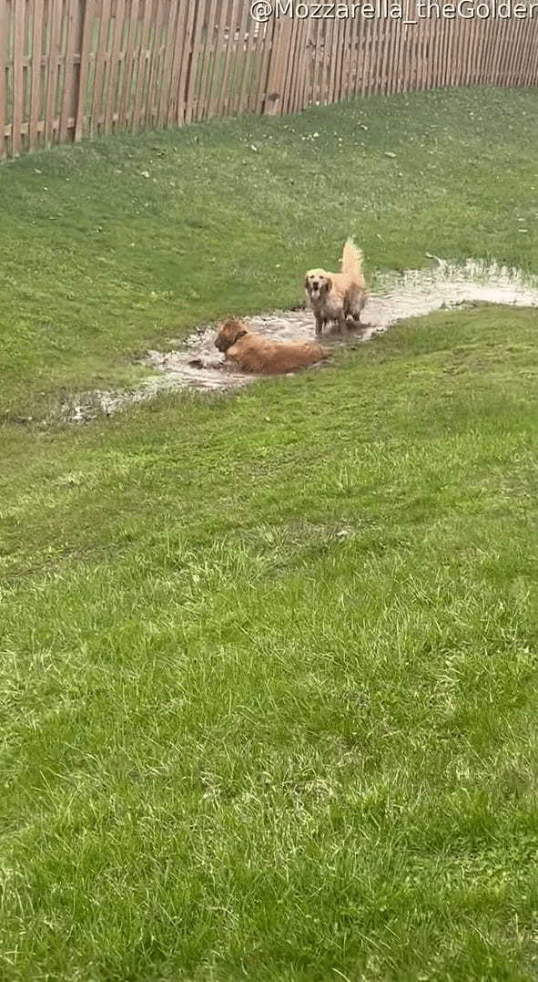 泥の水たまりを見つけたゴールデンレトリバーたち。飼い主さんの制止も振り切り、水たまりへバシャン！楽しそうにしますが、この後が大変そうです