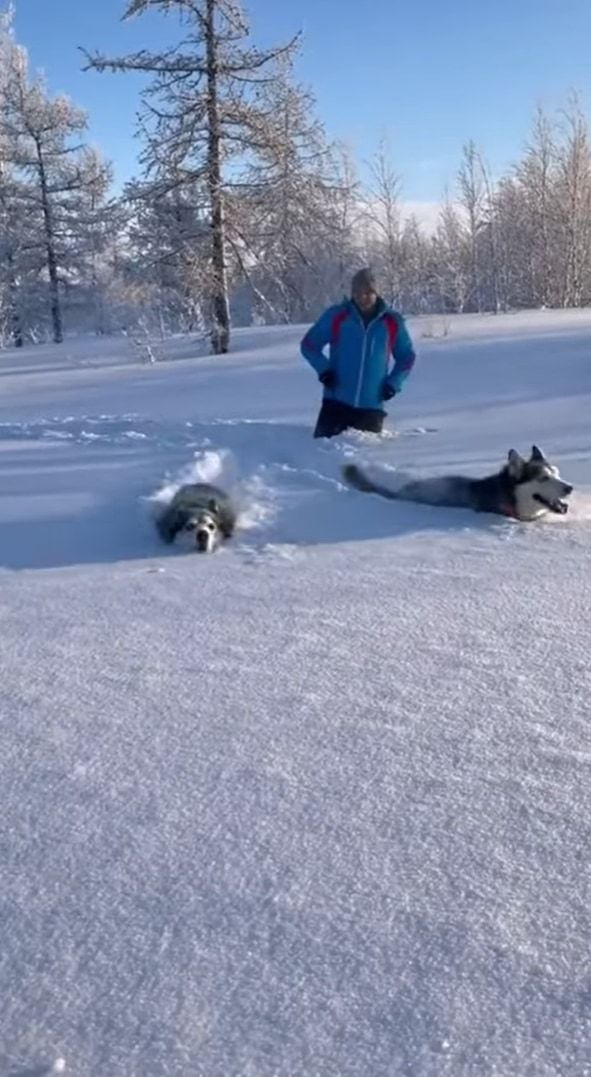 雪を堪能するハスキー犬たち