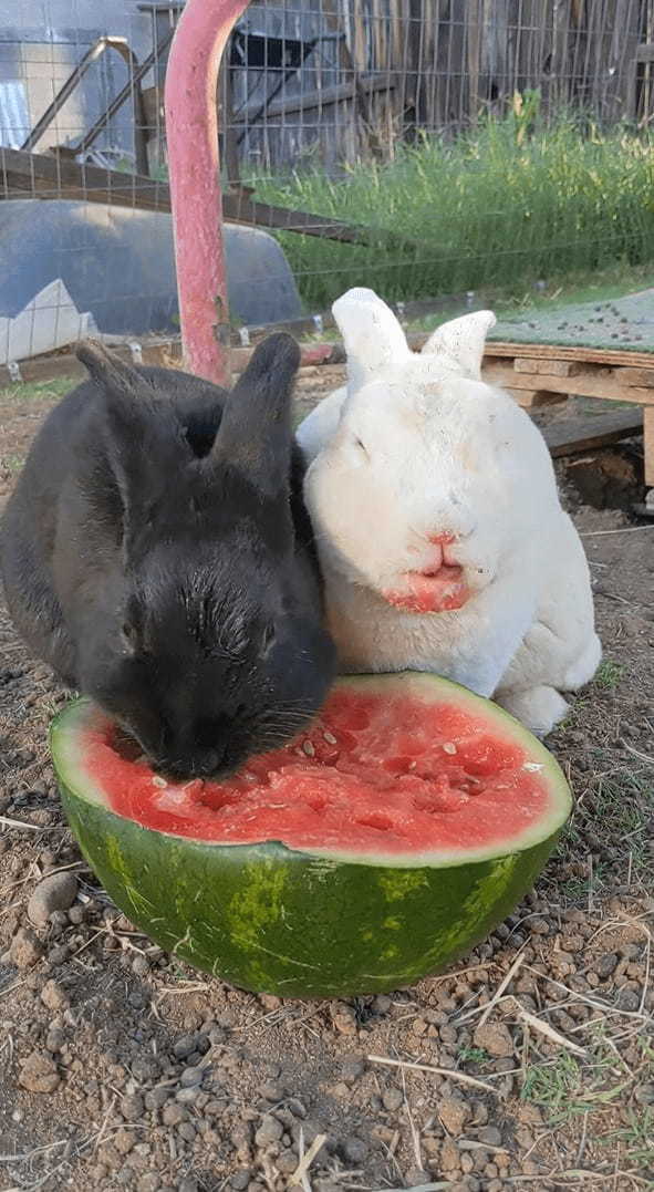 シャクシャクと食べるのが止まりません！口の周りを真っ赤にしてスイカを熱心に食べ続けるウサギたち【アメリカ・動画】