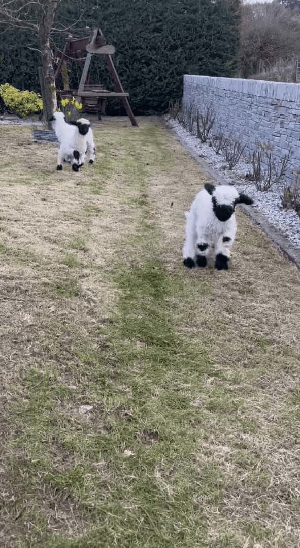 【世界一かわいいヒツジの赤ちゃんたち】みんなで足を揃えて元気にピョンピョン！！白と黒のコントラストの映えるヴァレー・ブラックノーズシープの子羊