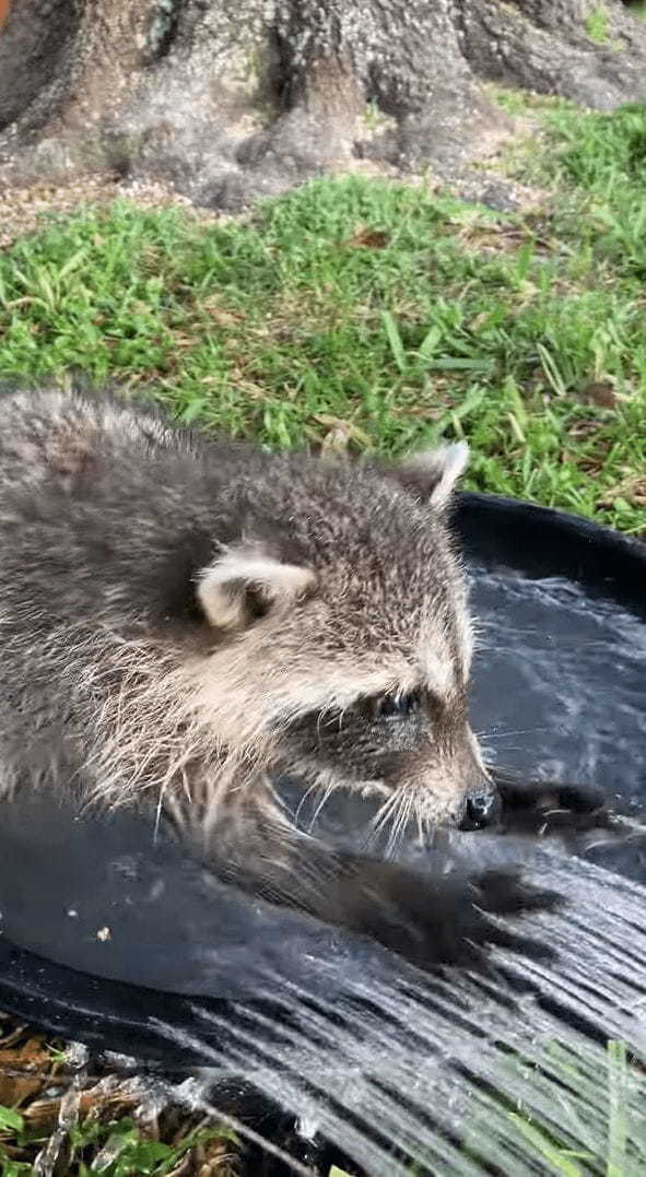 水遊びにやってきたアライグマ。シャワーが勢いよくながれる様子に最初はビックリしたようですが・・・、すぐに慣れたのか水遊びを堪能するのでした