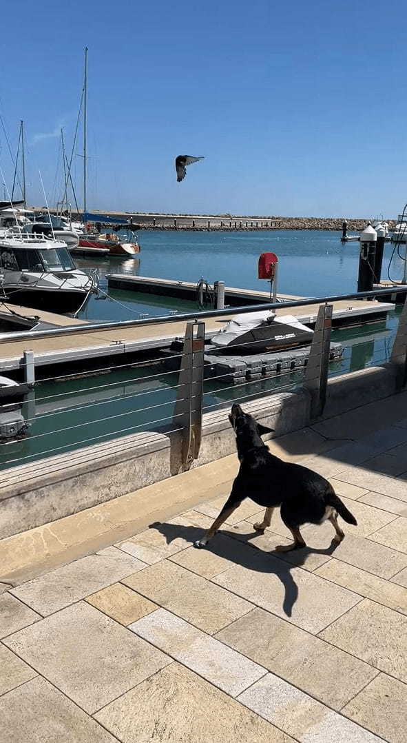 野鳥に犬はすっかり翻弄されている？頭上を自在に舞うセキレイに困っているように吠えかかっています