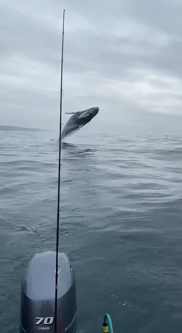 船釣りを楽しんでいたら、そのすぐ後ろでなんとクジラがジャンプ！船のそばには他のクジラも接近していました！！【海外・動画】