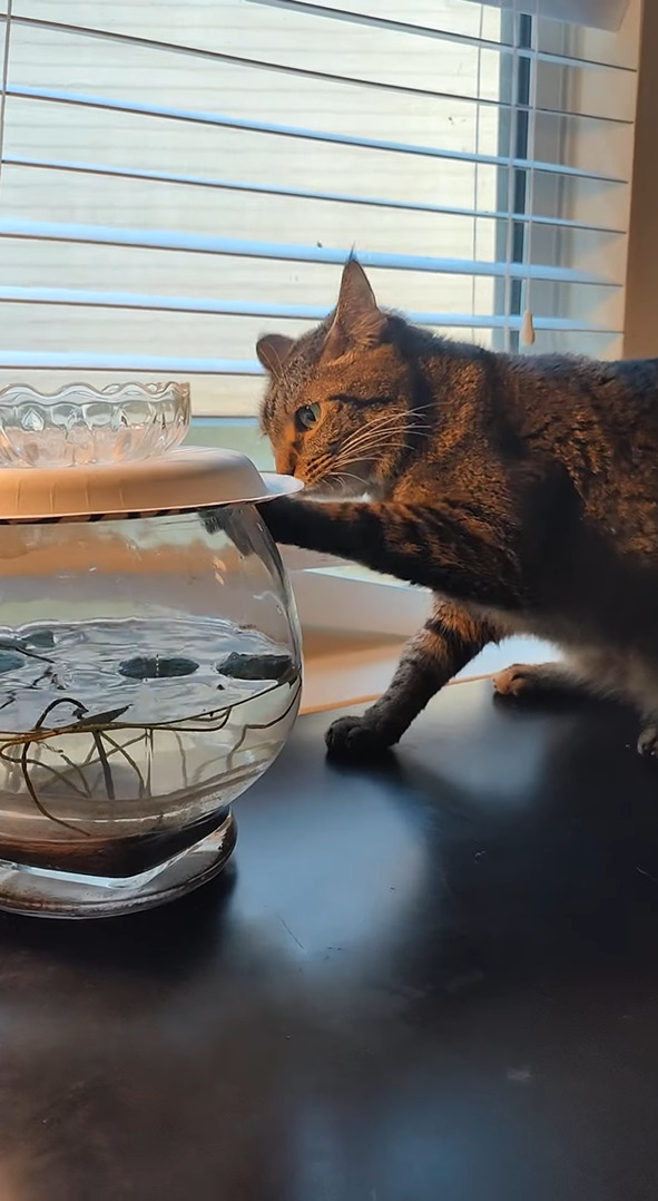 それは飲み水じゃないよ！猫は植木鉢を何度もひっかきますが・・中の水が飲みたいの？？【アメリカ・動画】