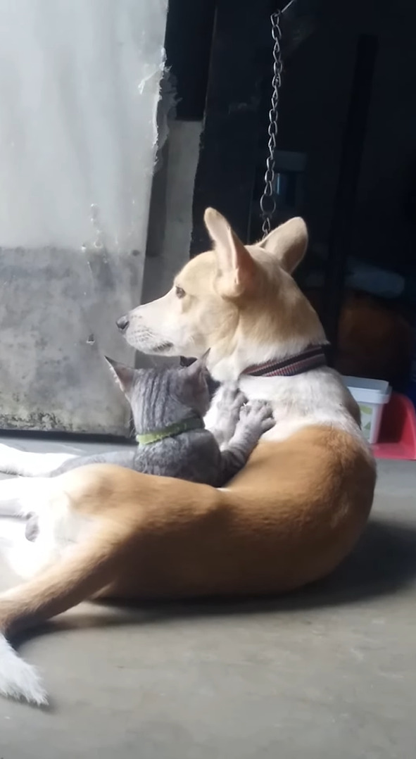 じっとしている犬のことをずっとフミフミ。愛猫は同居犬のことをこねてこねてこね続けます！！【海外・動画】