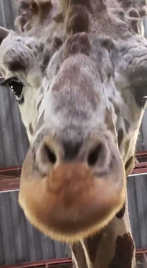 飼育員さんの特権が！？キリンを真下からというレア角度から見つめていたら・・、キリンが思わぬ行動に出てくれました！！【アメリカ・動画】