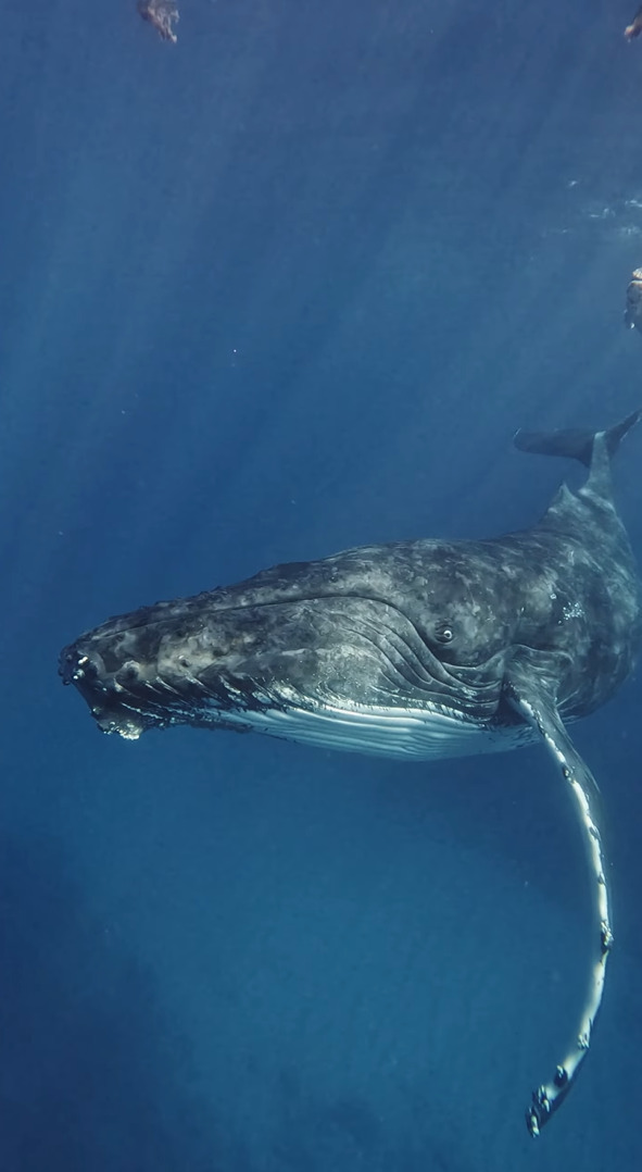 シュノーケリング中の奇跡。現れたクジラと目があった！？【海外・動画】