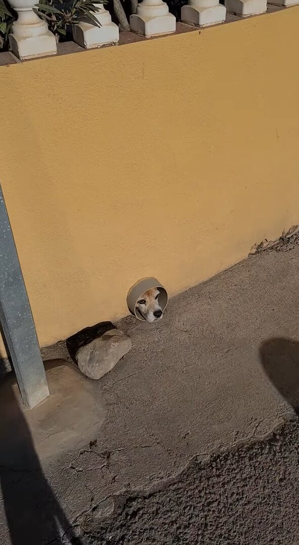 エリザベスカラーをつけた犬。お散歩中に運命の出会いが！！