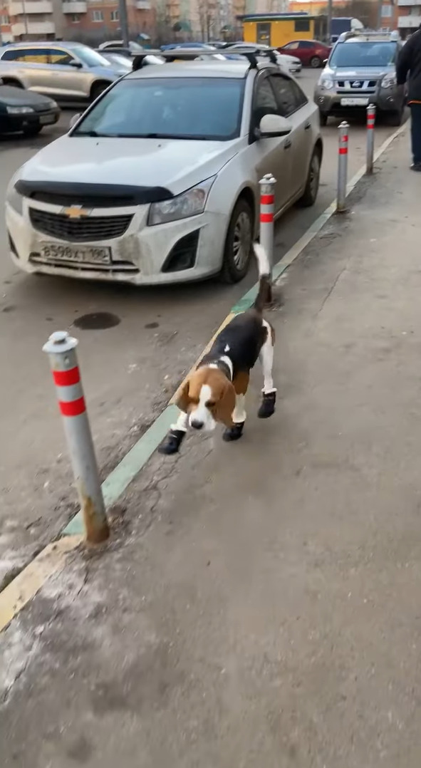 肉球が冷えてしまうだろうと愛犬に靴を履かせた結果・・。慣れないので歩くのも大変みたい！！【海外・動画】