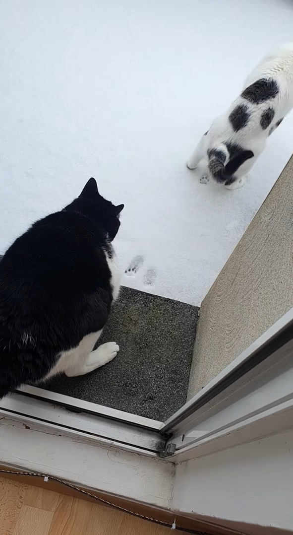 あまりの冷たさにビックリした？雪を初めて見た子猫たち。外に出たと思ったら・・すぐに戻ってきました！！【海外・動画】