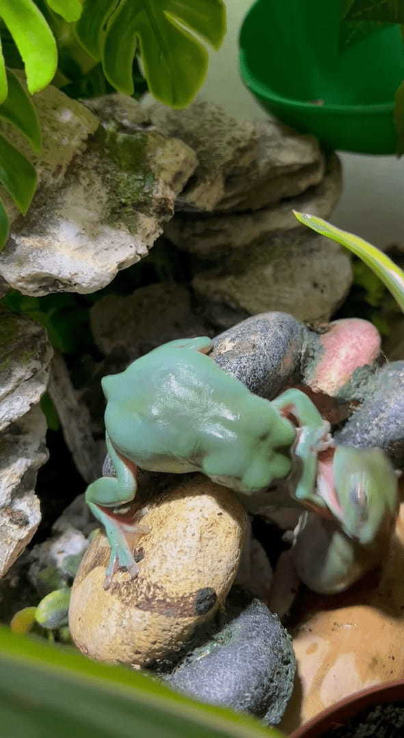 カエルの激しいバトル！？のんびりとした動きを見せる事も多いカエルですが、食べ物の前だと話は別みたい【海外・動画】