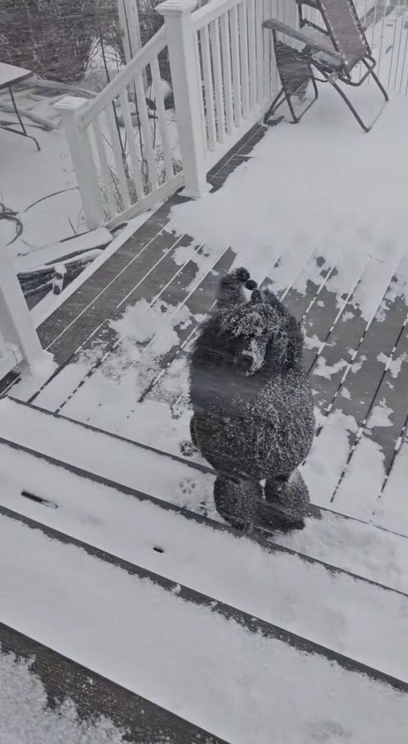 吹雪がいっそ楽しい？プードルが雪が降り注いでいるのにお家に入らない！！【アメリカ・動画】