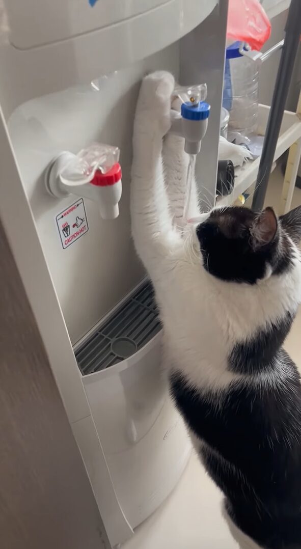 水を飲むのが上手すぎる猫。ウォーターサーバーから水を直飲み！？【海外・動画】