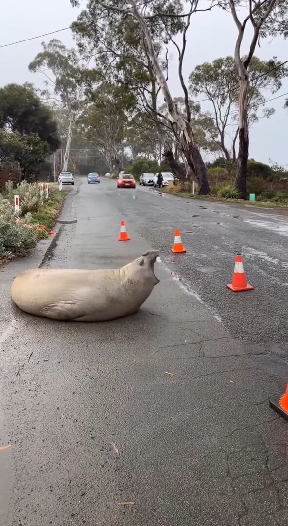 道路が一部閉鎖中！落石があったのかと思いきや・・岩ではなくアザラシだ！！【海外・動画】