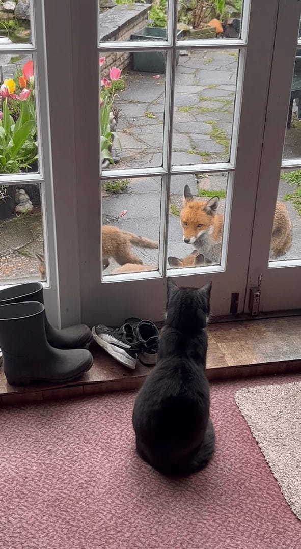 窓辺から中庭を眺める猫。そこに、赤ちゃんを連れた『ある動物』の家族がやってきましたよ！！