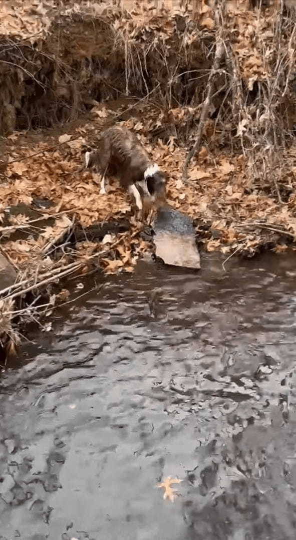 水の中にポチャンと投げたのは小石のはずなのに・・、拾いに向かった愛犬がくわえ上げたのは随分な大物ですよ？！？！【アメリカ・動画】