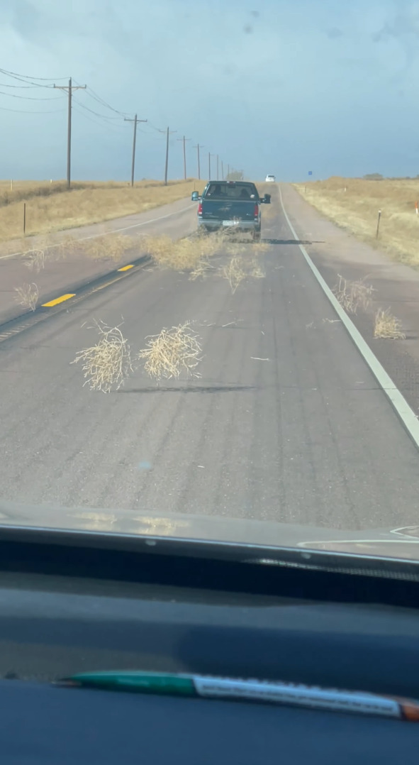 強い風に煽られるように道路に姿を見せる枯れ草。西部劇で見たような光景ですが、タンブルウィードと呼ばれる「ある特性」のある植物なんです！！