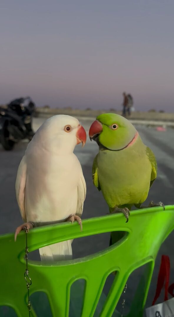 インコたちのデートスポットは椅子の上。背もたれに一緒に乗ってイチャイチャが止まらない！！