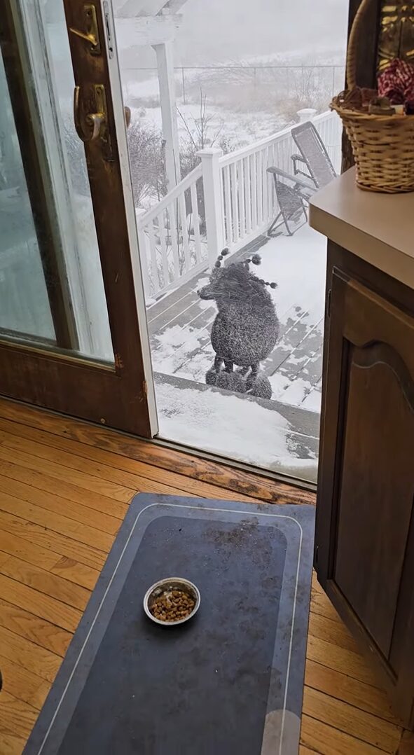 吹雪がいっそ楽しい？プードルが雪が降り注いでいるのにお家に入らない！！【アメリカ・動画】