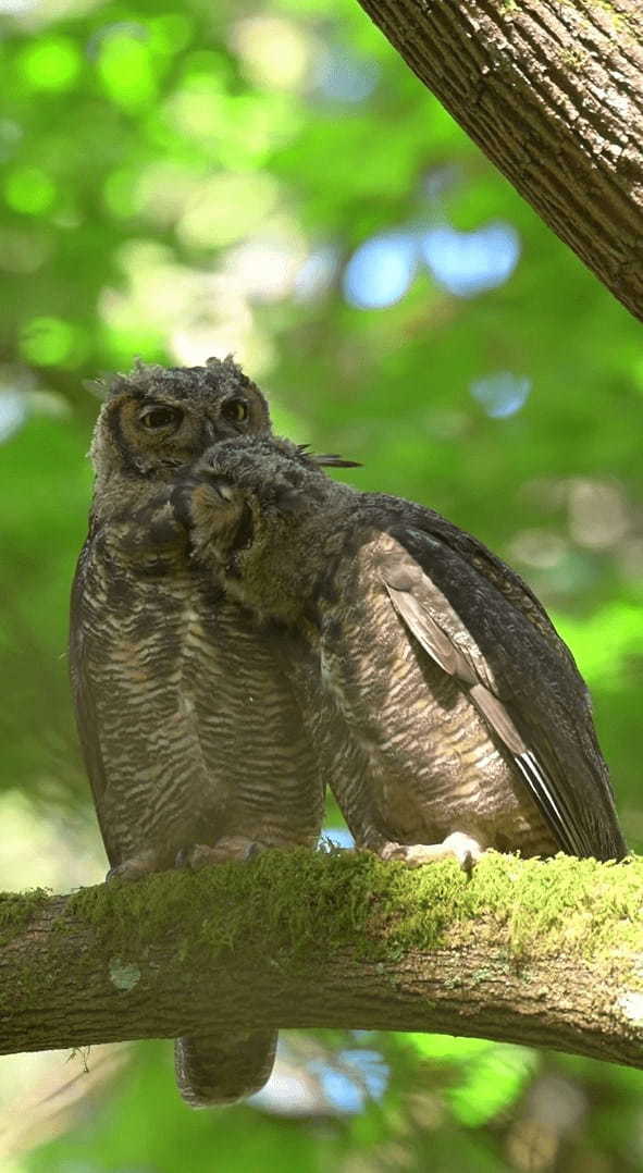 森の中に仲良しきょうだいのミミズクが！寄り添いあって羽根を休めています【アメリカ・動画】