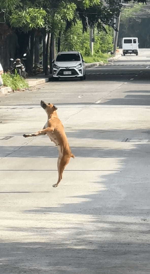 もしかして遊ばれちゃってる！？犬が小鳥にちょっかいをかけられています！！【海外・動画】