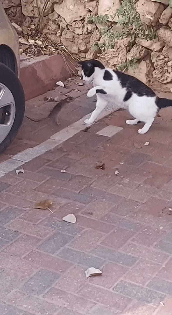 これぞまさに窮鼠猫を噛む！？猫とネズミがバトル中のようですが・・、優勢なのはまさかのネズミのようです