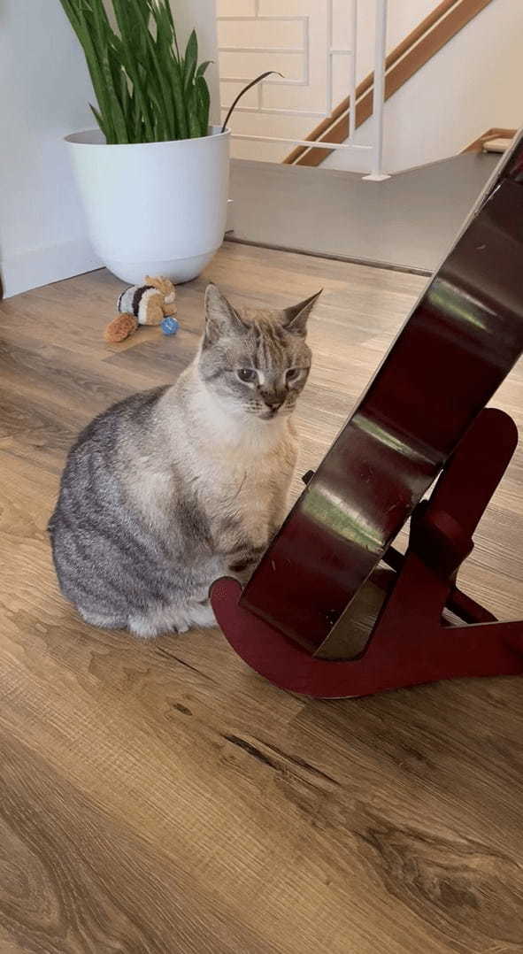 猫がギターを弾く!?弦をくわえて音を上手に奏でています!!【海外・動画】