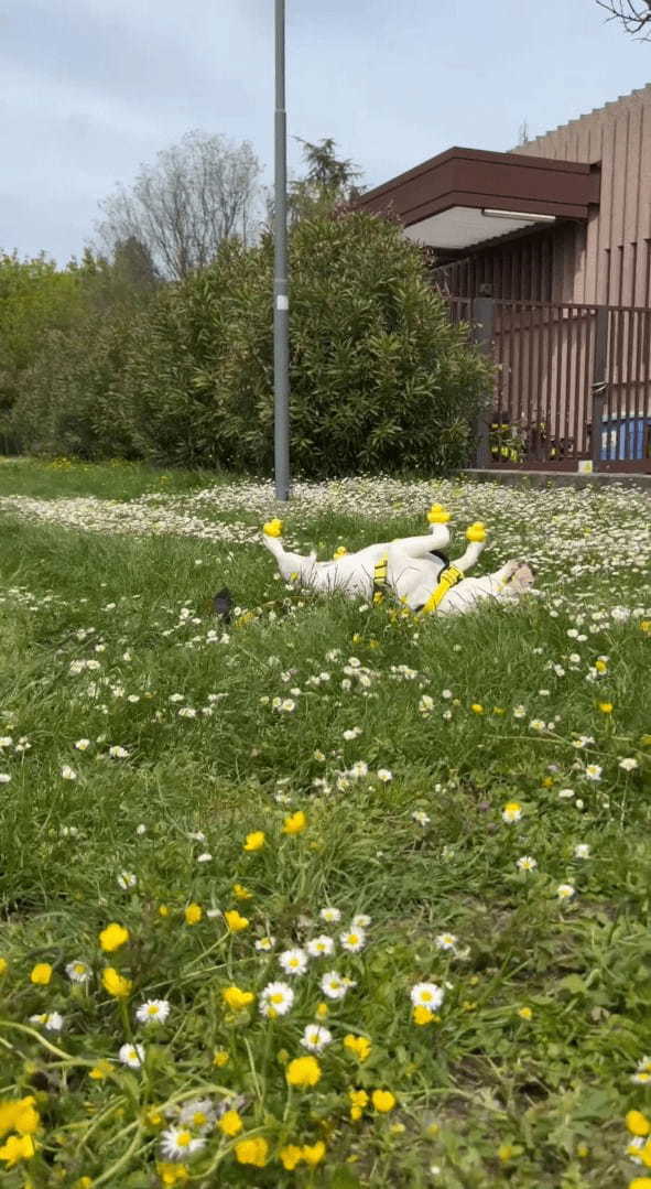 野花が咲き誇る原っぱで気持ちよさそうにヘソ天でお昼寝している犬。そこでこの子にイタズラしてみた結果・・・【海外・動画】