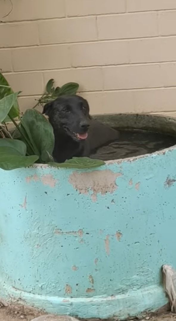 ある暑い日のこと。黒犬は植物用の巨大な水槽に入れば涼めるのでは！と思いついたようです。まるでプールに入っているように過ごしていました