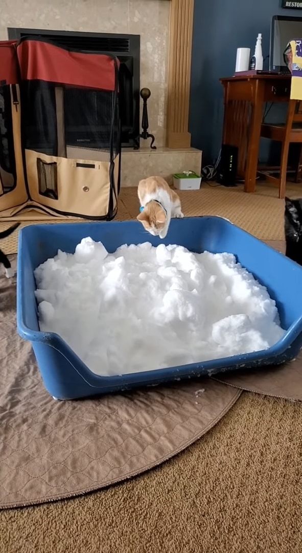 室内飼いをしている猫たちのために雪を運び込んでみたら・・・、みんな思い思いに堪能していました！！