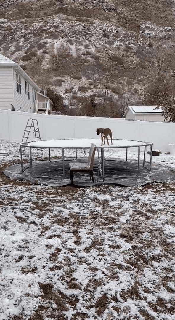 これはこれで新鮮で楽しい？子犬は雪の積もったトランポリンで跳ねて遊んでいます【アメリカ・動画】