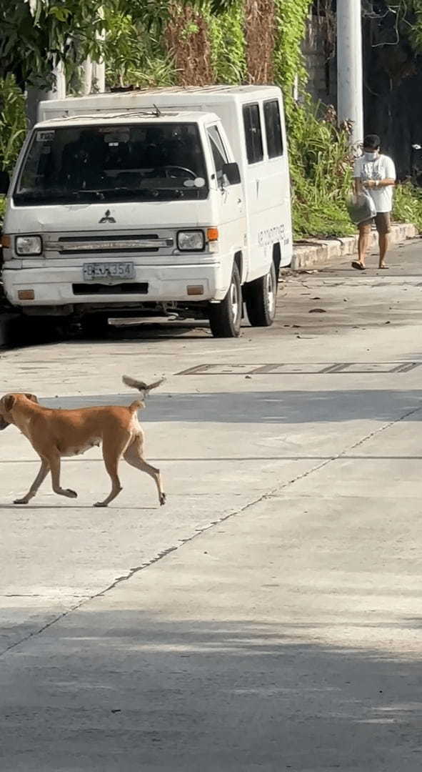 もしかして遊ばれちゃってる！？犬が小鳥にちょっかいをかけられています！！【海外・動画】