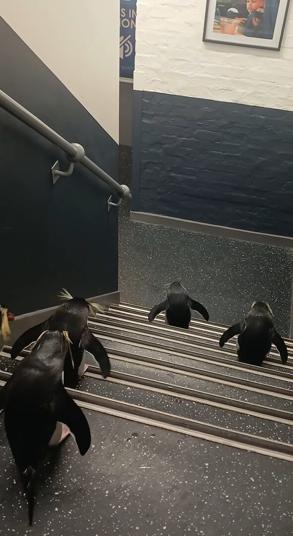 階段からポップスター登場！ピョンピョンとおりていくペンギンたちがかわいすぎる【海外・動画】