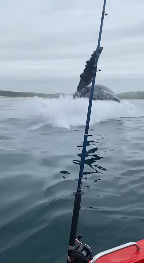 船釣りを楽しんでいたら、そのすぐ後ろでなんとクジラがジャンプ！船のそばには他のクジラも接近していました！！【海外・動画】